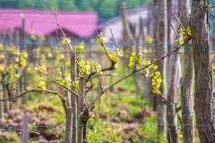 Winnica-Mozow-maj-wiosna-fot.Lidia-Wierzbicka