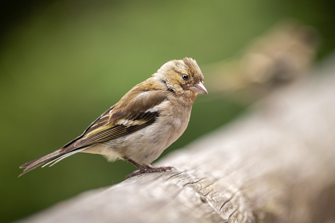Przyroda - <p>Dla tych, którzy uwielbiają odkrywać i dokumentować piękno natury.</p>
<p>Grupa przyrodnicza uwiecznia piękno dzikiej przyrody i drobnych detali flory. Podczas wspólnych wypraw uczymy się, jak fotografować zwierzęta i rośliny w ich naturalnym środowisku, nie zakłócając przy tym ekosystemu.</p>
<p>Lider: Przemysław Pulka</p>
